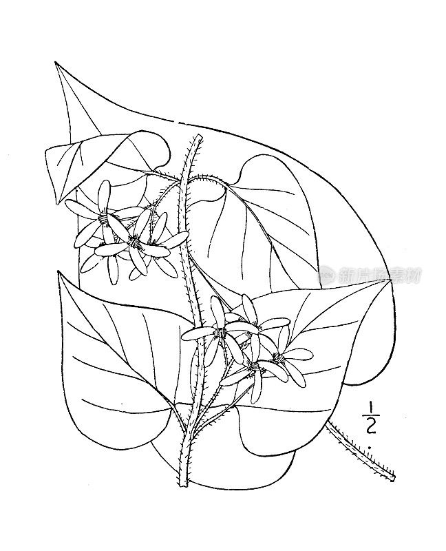 古植物学植物插图:鲍德温Vincetoxicum Baldwinianum，鲍德温的Vincetoxicum